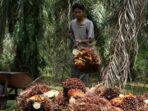 Petani Dua Generasi Terkejut saat Sawitnya Dikategorikan Sebagai Kawasan Hutan