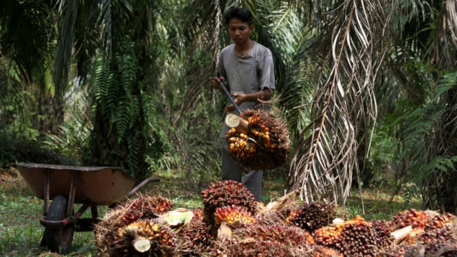 Petani Dua Generasi Terkejut saat Sawitnya Dikategorikan Sebagai Kawasan Hutan