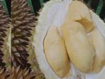 Buah Durian Super Murah Hanya Rp 5000 Saja Ditemukan di Tiga Kecamatan Selain Sumberjambe