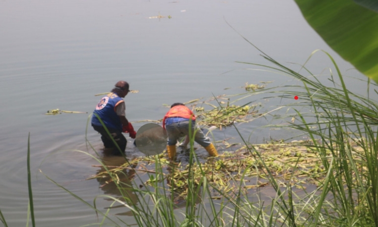 Jenazah Pria Ditemukan Mengapung di Sungai di Bawah Jembatan Lama Ploso Jombang