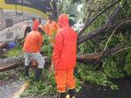 Jalur Madiun-Ponorogo Ditutup Sementara karena Kayu Sono Tumbang