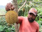 Nikmatnya Durian Sunrise Wonosalam Jombang, Meskipun Mungil tapi Banyak Diburu Pembeli