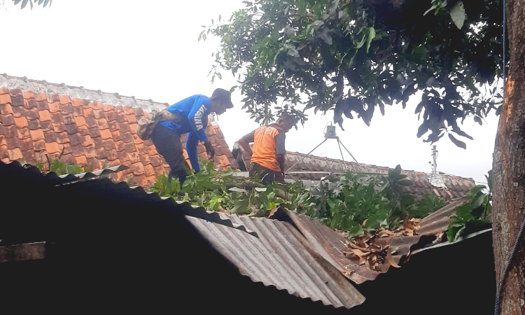 Pohon Mangga Jumbo di Situbondo Tumbang akibat Angin Kencang, Merusak Rumah Warga