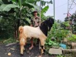 Peternak Kambing Sukses Menjual Produknya ke Daerah Berbeda dan Berkembang Berkat Dukungan Pemberdayaan BRI