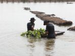 BRI Salurkan Ribuan Bibit Mangrove untuk Menyelamatkan Lahan Kritis Akibat Abrasi di Muaragembong