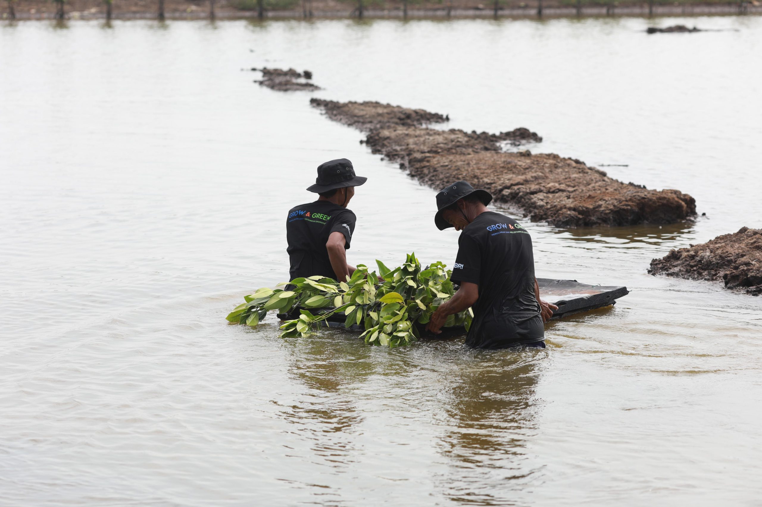 BRI Salurkan Ribuan Bibit Mangrove untuk Menyelamatkan Lahan Kritis Akibat Abrasi di Muaragembong