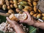 Petani Kakao Forum Mengeluhkan Pembayaran Dana Premi Bonus yang Belum Diterima dari Perusahaan Aji Assul