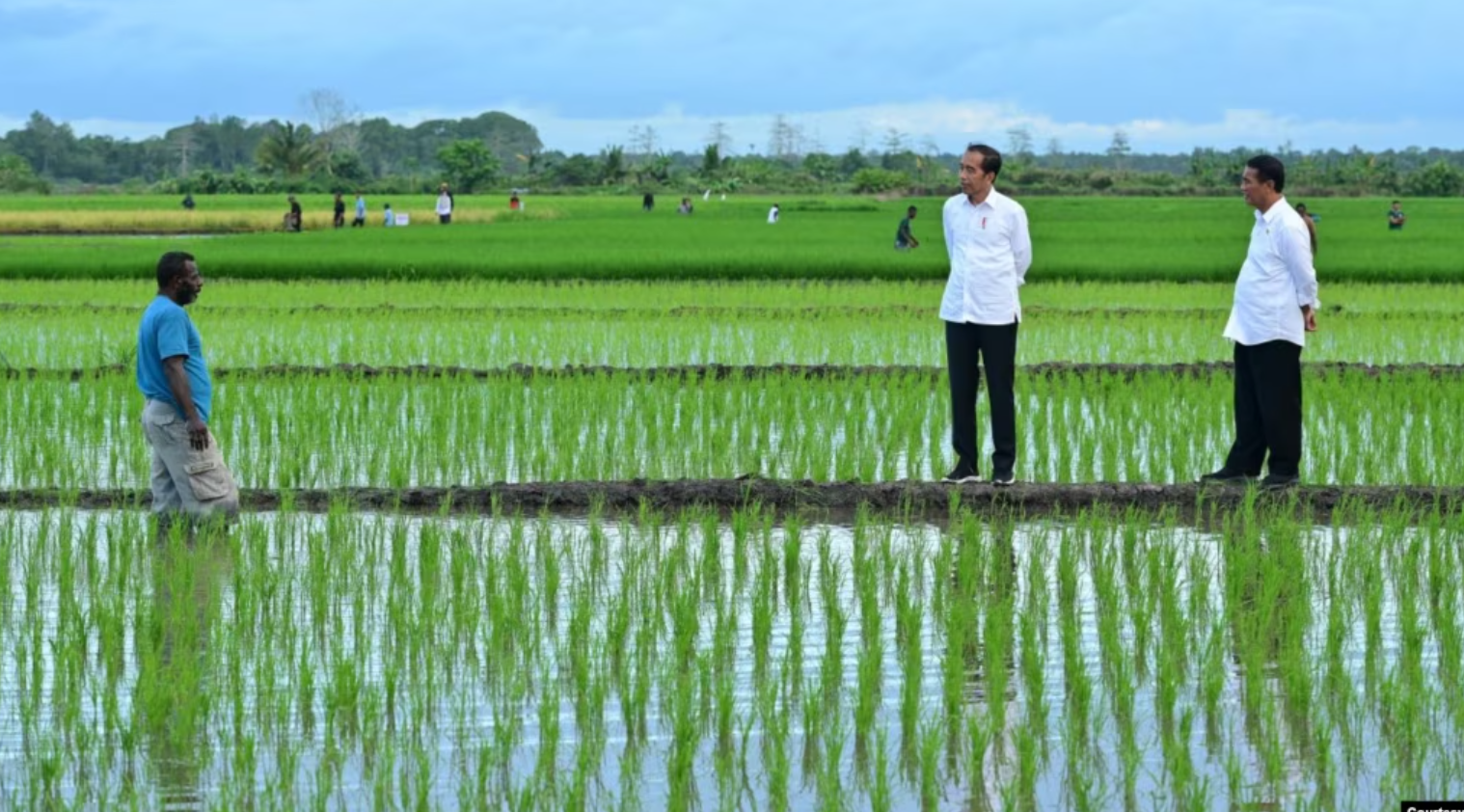 Aktivis Papua Mendorong Untuk Menghentikan Proyek 1 Juta Hektar Sawah di Merauke